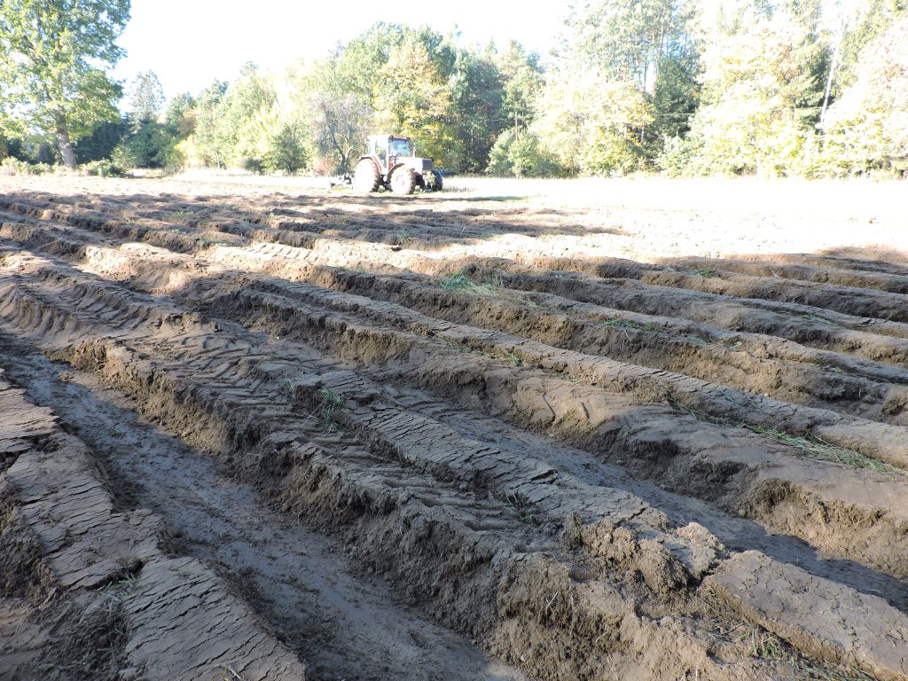 Stanowisko archeologiczne Grzybniczki